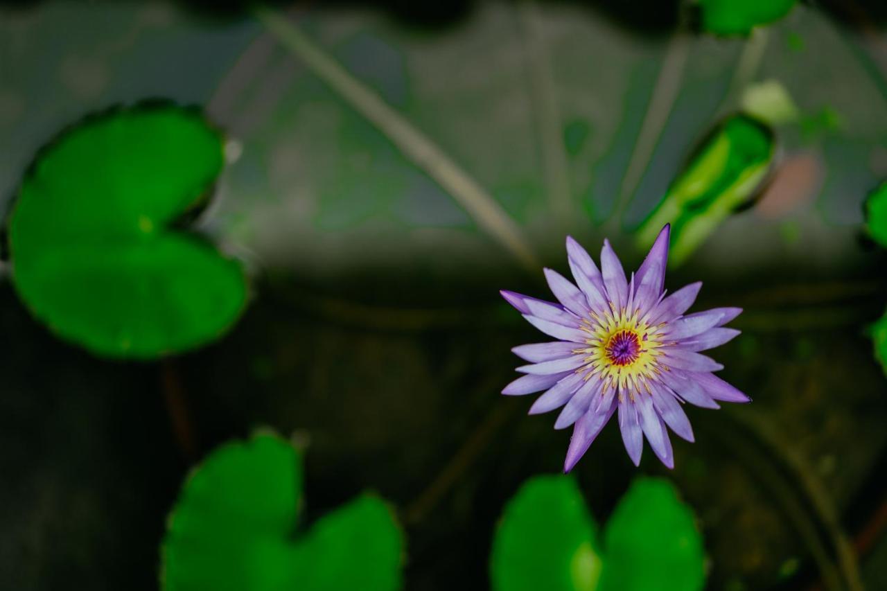 Jungle Lotus Villas Убуд Экстерьер фото